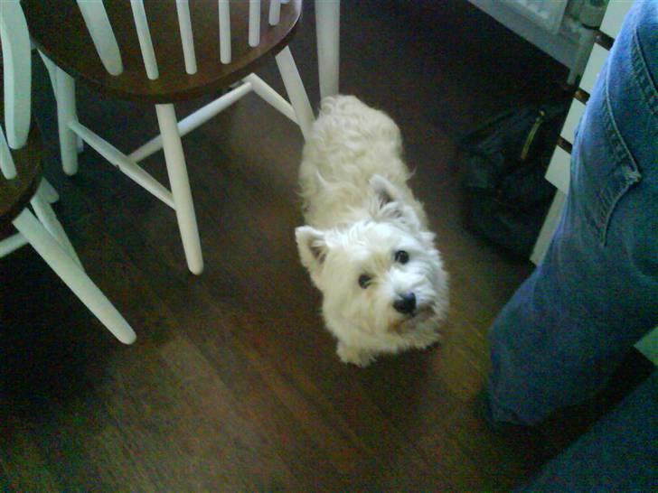 West highland white terrier Olfert *DØD* billede 6
