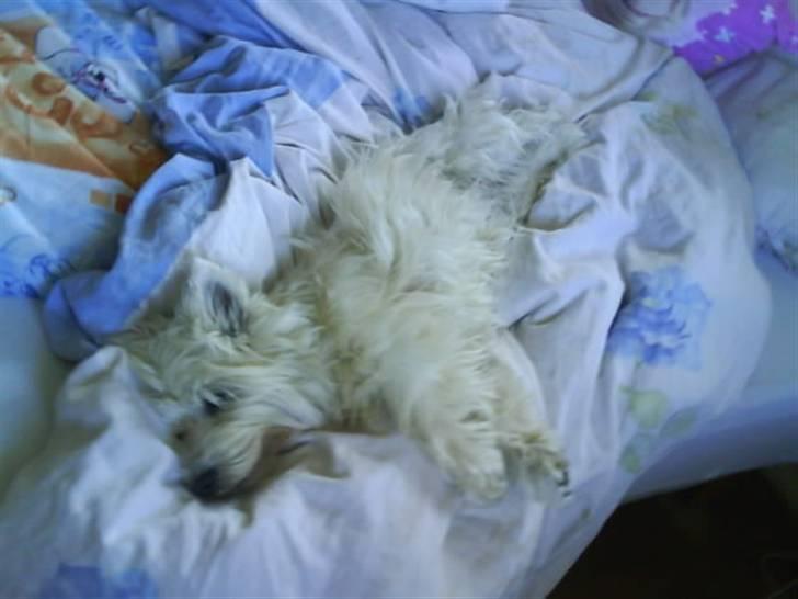 West highland white terrier Olfert *DØD* billede 7