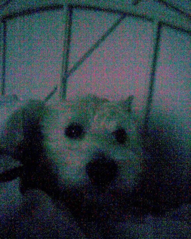 West highland white terrier Olfert *DØD* billede 8