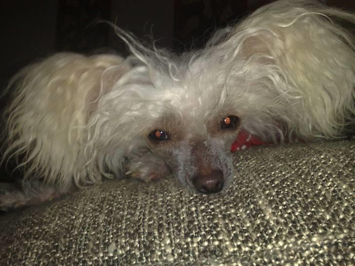 Chinese crested hårløs tulle billede 5