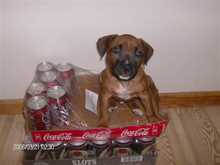 Amerikansk staffordshire terrier Nelli - Jeg bare elsker at sove i denne kasse! billede 2