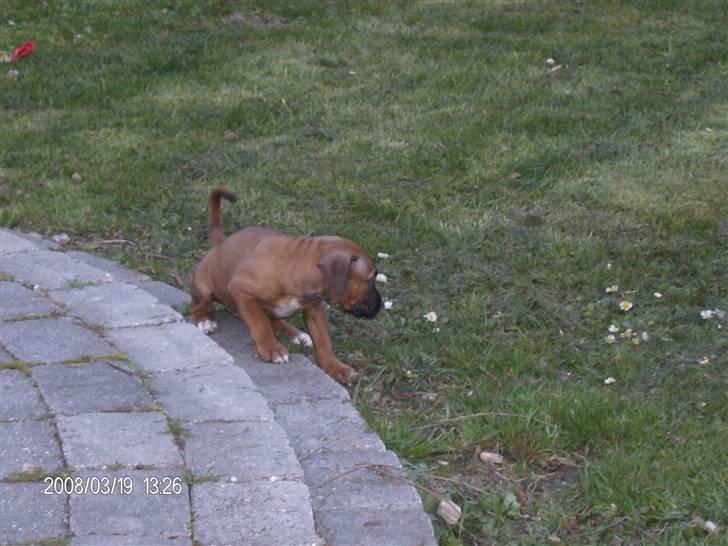 Amerikansk staffordshire terrier Nelli - Uha hvor skal jeg tisse billede 3