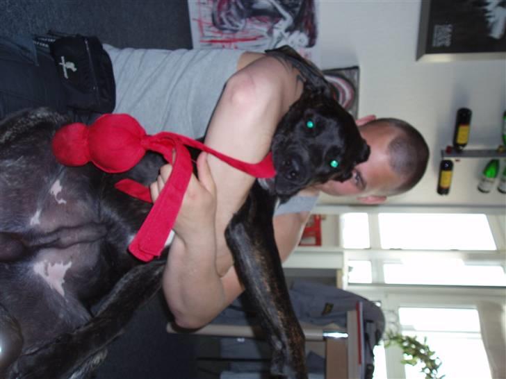 Blanding af racer General Simba *R.I.P* - Far & mig leger sammen :) skønt billede 15