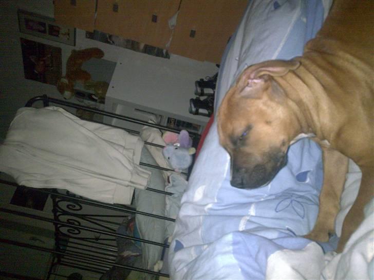 Amerikansk staffordshire terrier Nelli - Jeg er træt, denne seng snupper jeg! billede 4
