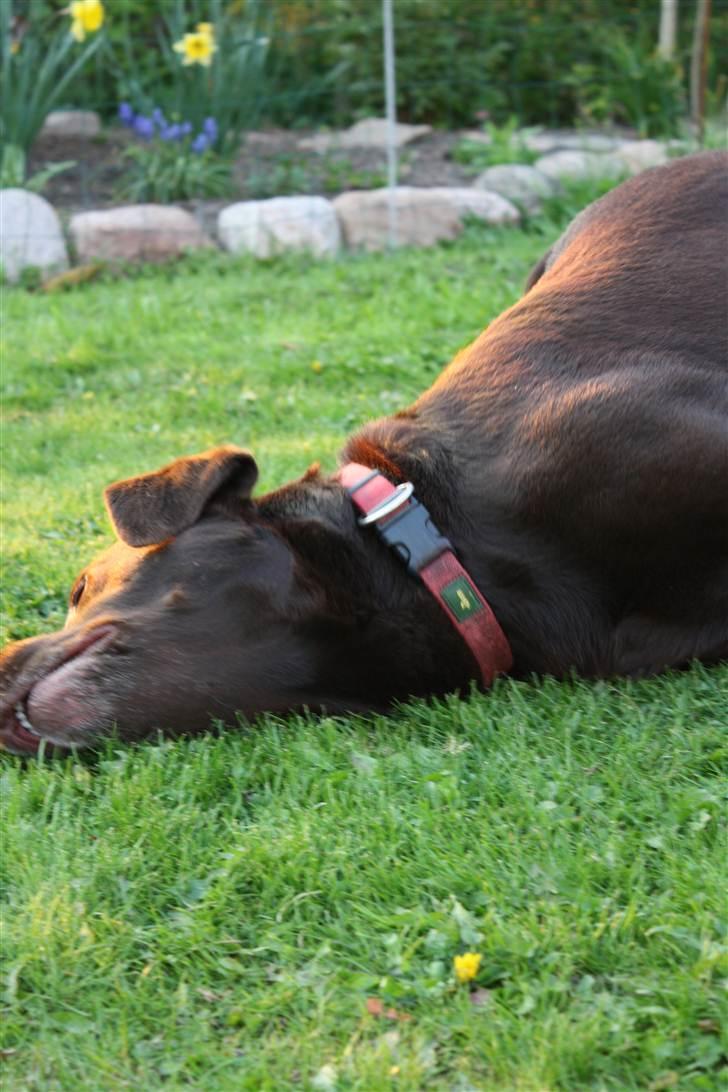 Labrador retriever sofus - R.I.P 15/10-16 - de er bedste venner for ever<33333 det køler:;) billede 4