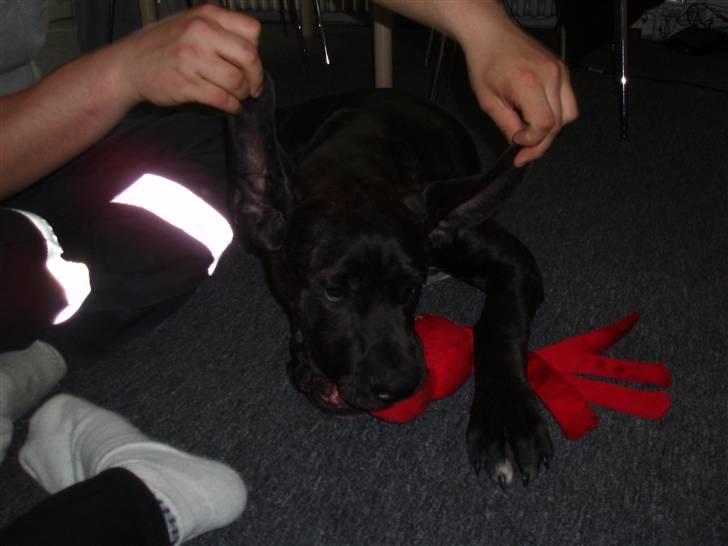 Blanding af racer General Simba *R.I.P* - Jeg kan flyve.. jeg kan flyve.. NOT :) hehe billede 16