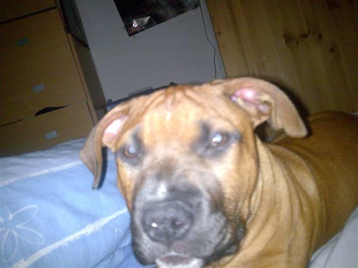 Amerikansk staffordshire terrier Nelli - møz og godnat billede 5