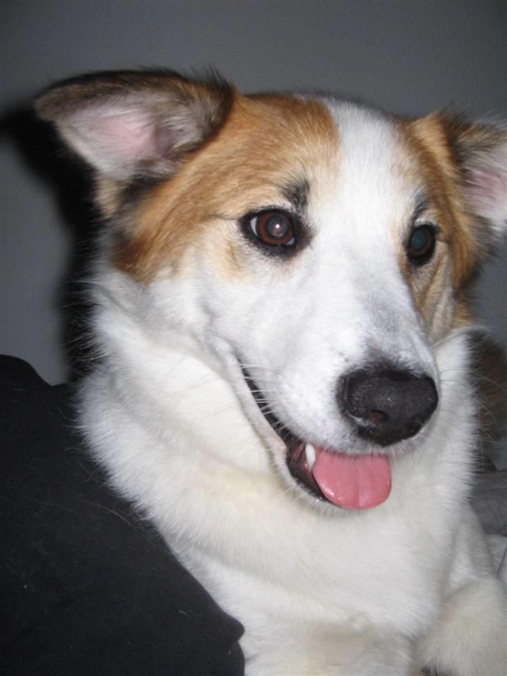 Islandsk fårehund Daisy - hun var så træt den dag! billede 1