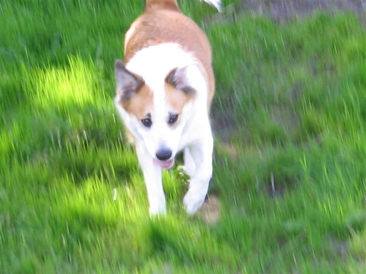 Islandsk fårehund Daisy - Er meget glad for at være ude og lege billede 2