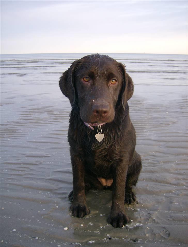 Labrador retriever Østrupgård Sally - Smukke Sally billede 1