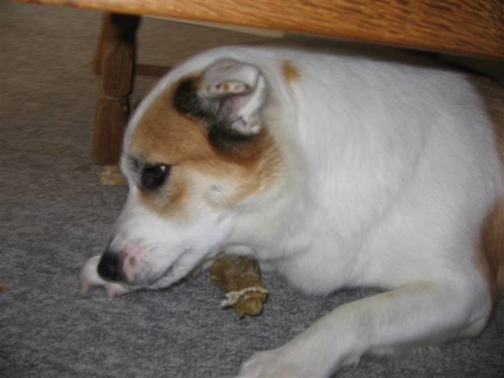 Islandsk fårehund Daisy - En varm dag og var glad for at være inde! billede 3