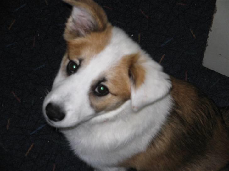 Islandsk fårehund Daisy - Da hun var en lille hvalp billede 4