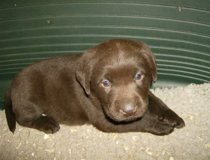 Labrador retriever Østrupgård Sally - 4 uger gammel var jeg oppe og vælge hende. billede 2
