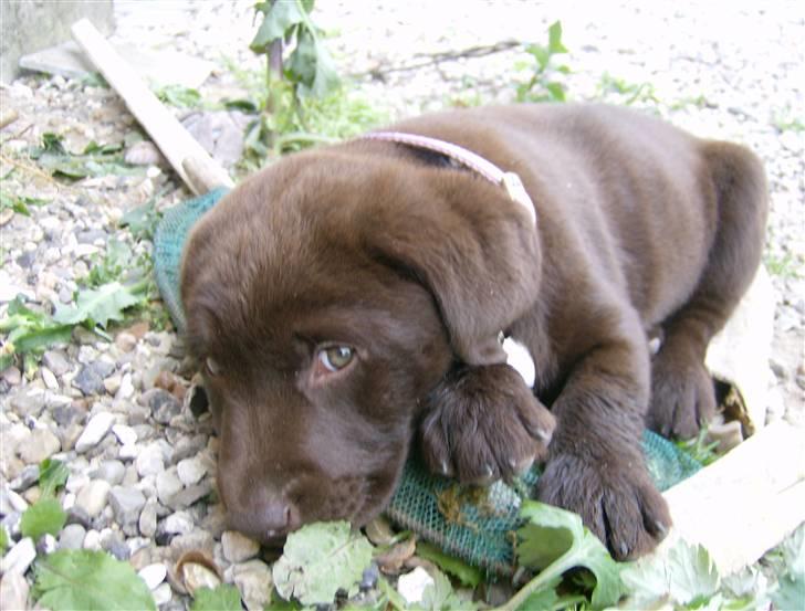 Labrador retriever Østrupgård Sally - Og så kom dagen hvor hun endelig var de 8 uger... billede 3