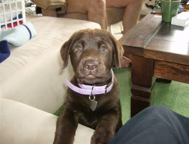 Labrador retriever Østrupgård Sally - Hvem kan ikke lide mig?? billede 4