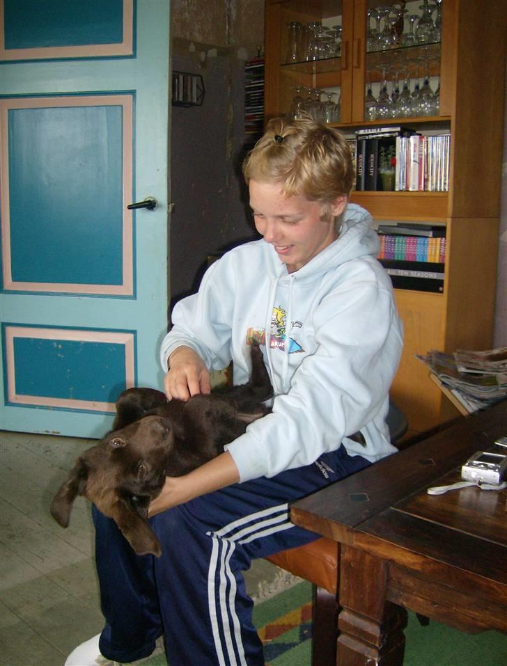 Labrador retriever Østrupgård Sally - Bare skønt at få besøg.... og blive nusset på maven!! billede 5