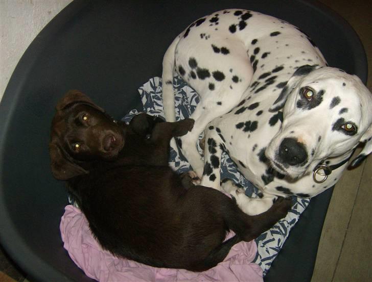 Labrador retriever Østrupgård Sally - Da jeg var lille ville storebror gerne dele kurv med mig... billede 6