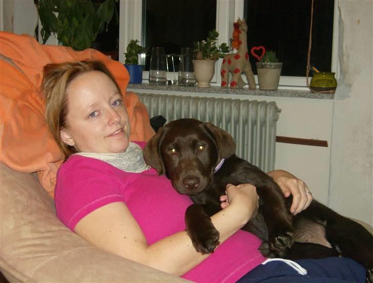 Labrador retriever Østrupgård Sally - Og her er far vist ikke hjemme.... :-) billede 7