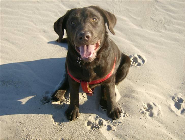 Labrador retriever Østrupgård Sally - November 2007.... på ferien i Skagen. billede 8