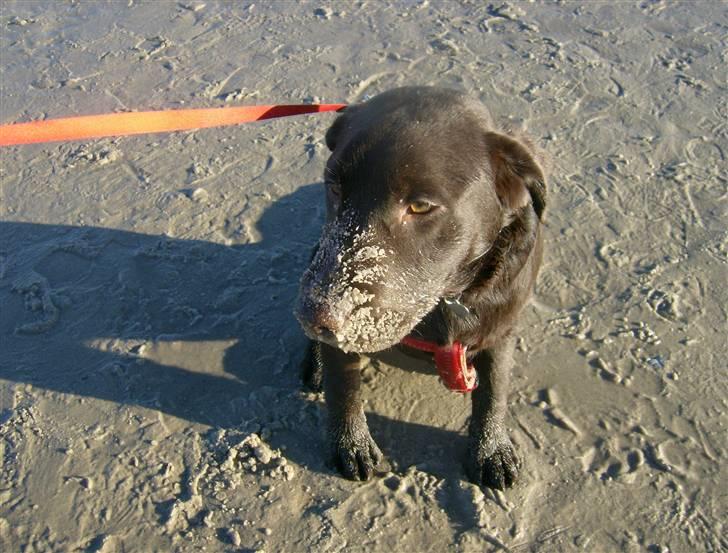 Labrador retriever Østrupgård Sally - Og Sally troede at hun skulle være sandormen ;-) billede 9