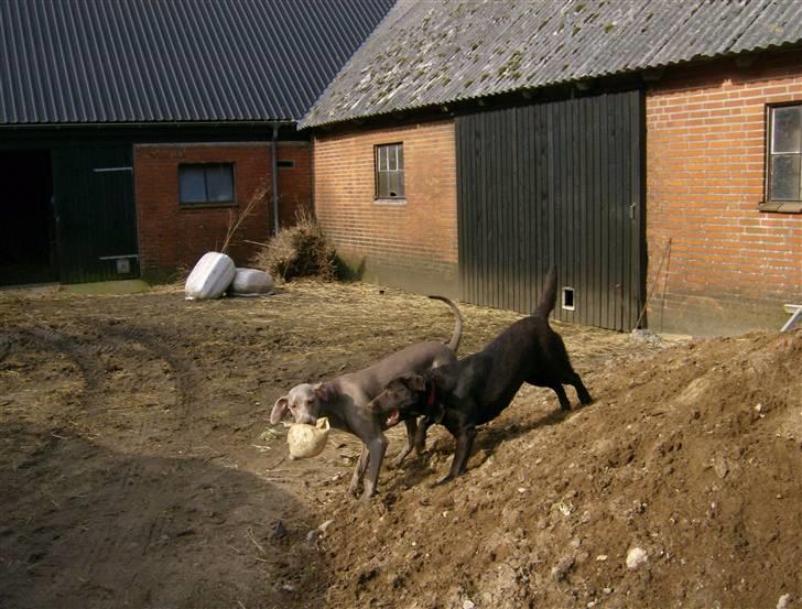 Labrador retriever Østrupgård Sally - Playdate med Millie billede 10