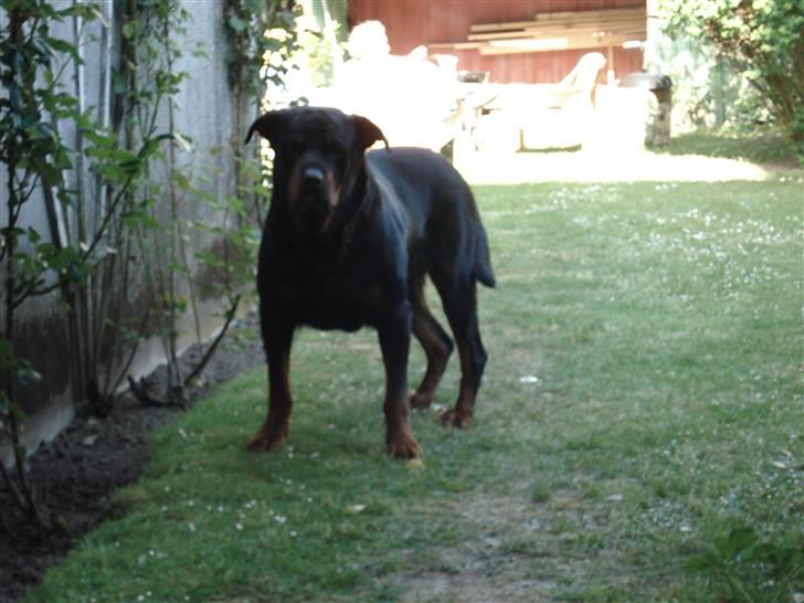 Rottweiler Titan 1998-2008 R.I.P  billede 6