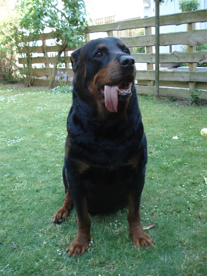 Rottweiler Titan 1998-2008 R.I.P  billede 7