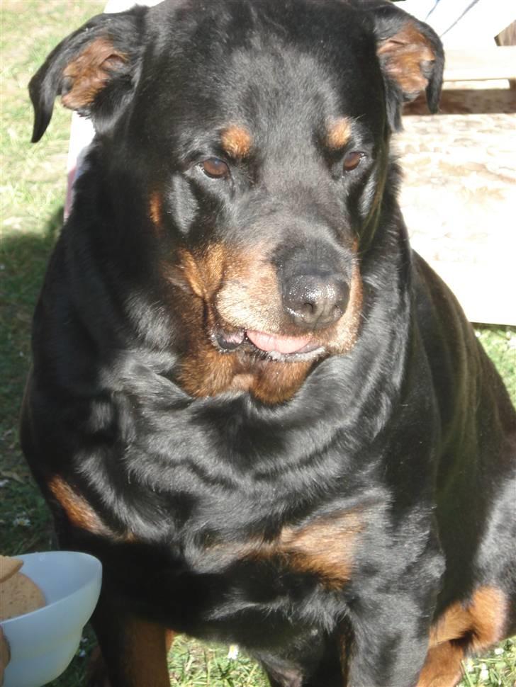 Rottweiler Titan 1998-2008 R.I.P  billede 8