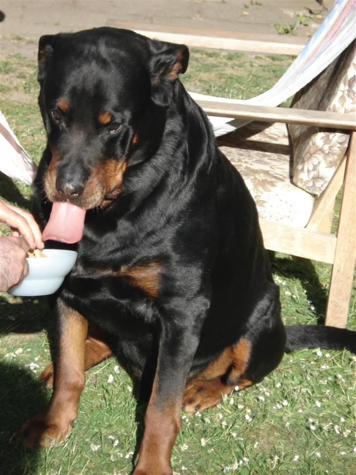 Rottweiler Titan 1998-2008 R.I.P  billede 9