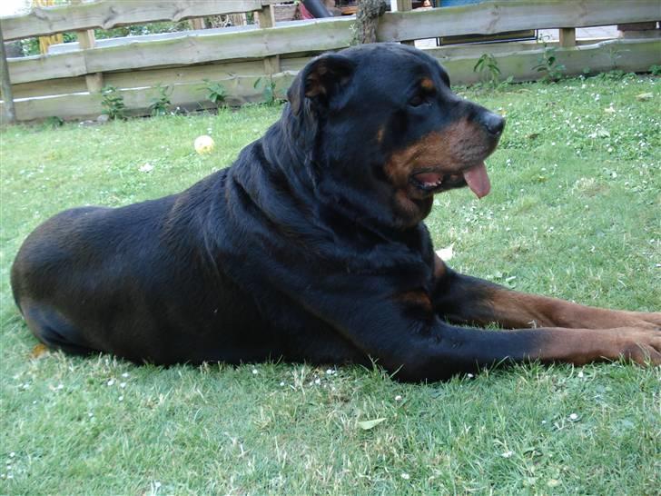 Rottweiler Titan 1998-2008 R.I.P  billede 10