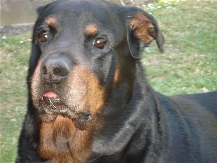Rottweiler Titan 1998-2008 R.I.P  billede 11