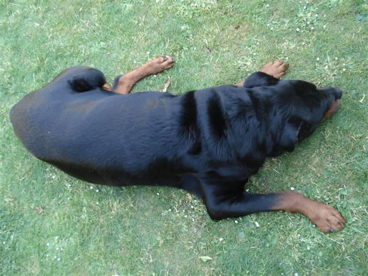 Rottweiler Titan 1998-2008 R.I.P  billede 12