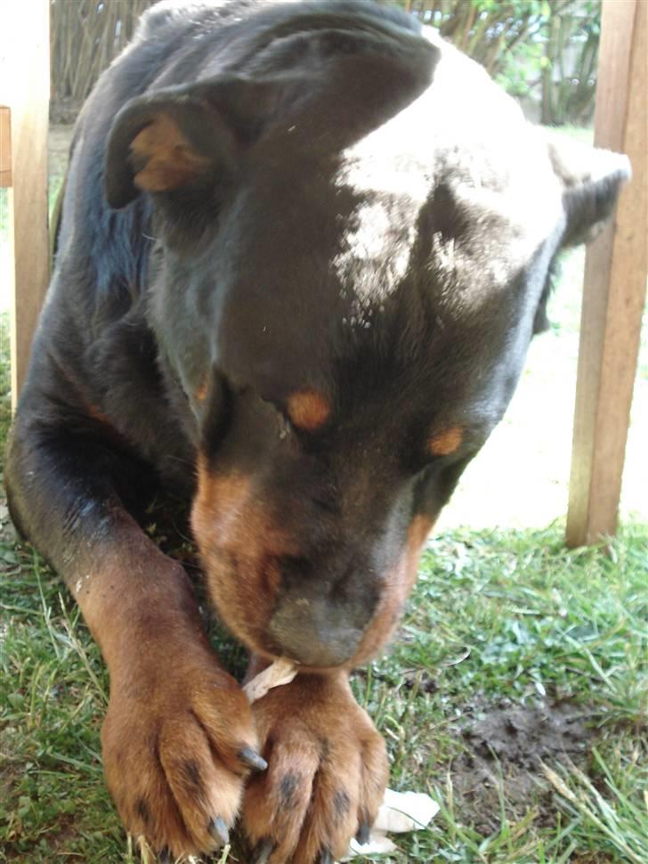 Rottweiler Titan 1998-2008 R.I.P  billede 13