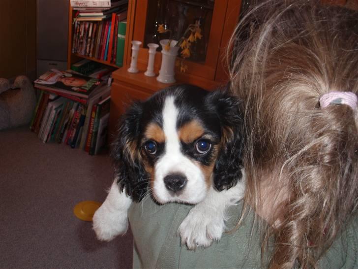 Cavalier king charles spaniel kiki - det ældste billede jeg lige kunne finde. billede 2