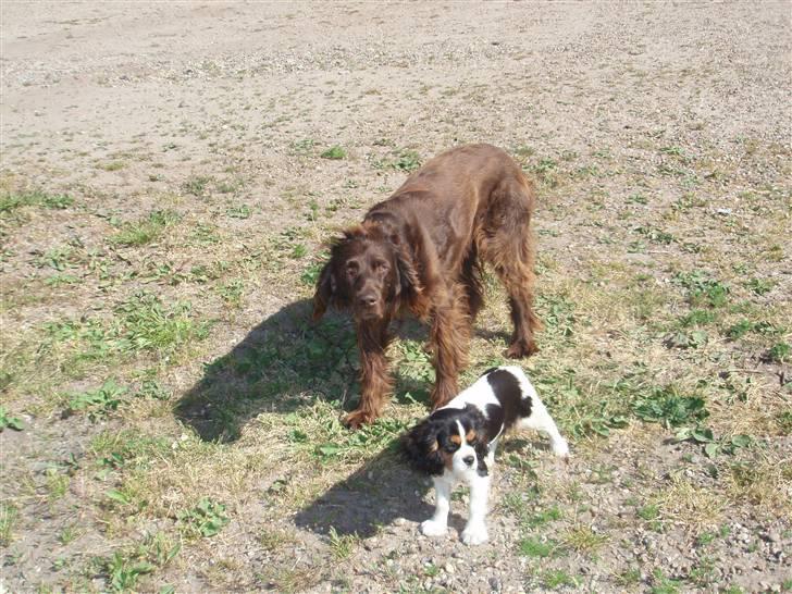 Cavalier king charles spaniel kiki - kiki samme med vores gamle langhårede hønsehund, franka billede 3