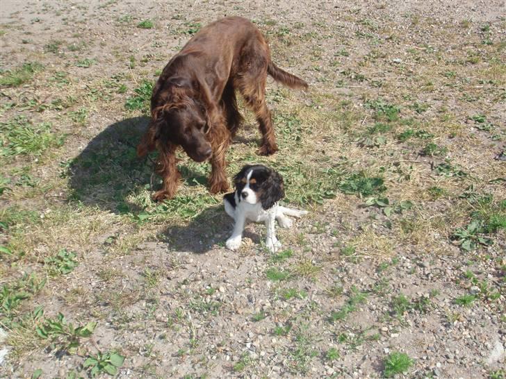 Cavalier king charles spaniel kiki - kiki samme med vores gamle langhårede hønsehund, franka. de er så gode venner :P billede 4