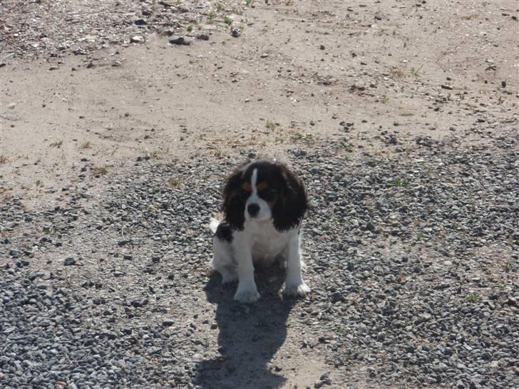Cavalier king charles spaniel kiki - hun er bare så sød når hun sidder og kigger :P billede 5