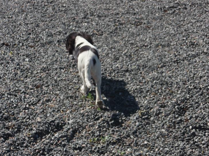 Cavalier king charles spaniel kiki - hun er svær at fange når hun vil lege :) billede 6