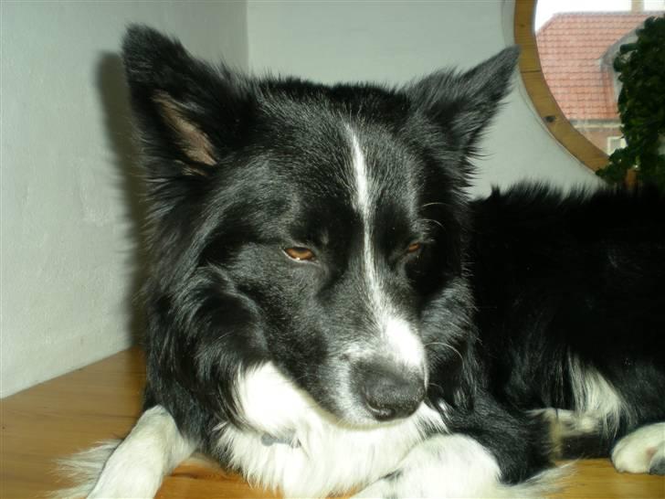 Blanding af racer Buster billede 19