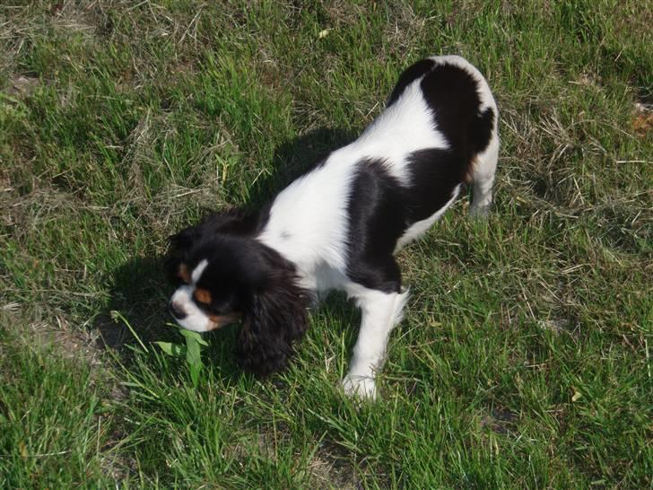 Cavalier king charles spaniel kiki - når de der menesker ikke gider at lege, så finder jeg da bare et blad..! :P billede 7