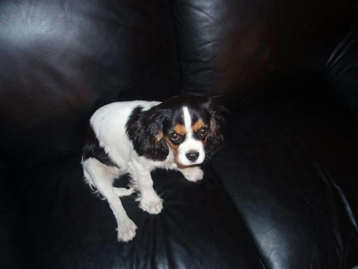 Cavalier king charles spaniel kiki - hun har så søde øjne  billede 8