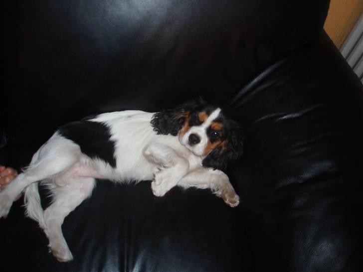 Cavalier king charles spaniel kiki - uhh.... man ligger så godt i mors sofa billede 9