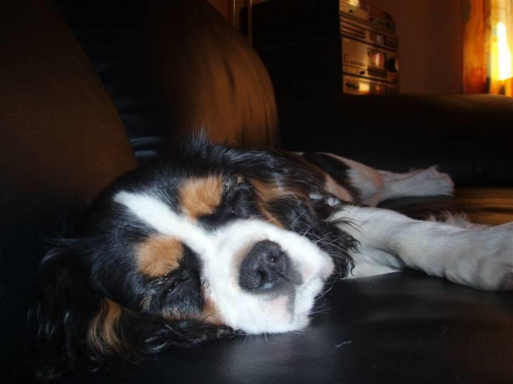 Cavalier king charles spaniel kiki - gaaaab... mig sove nu :) billede 10