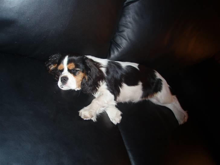 Cavalier king charles spaniel kiki - zzzzZZZZZ billede 11