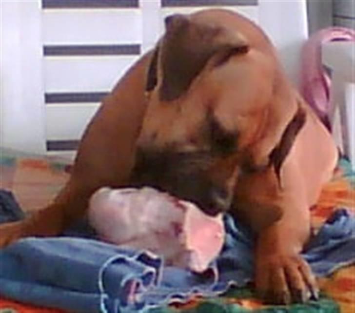 Boerboel Anasha luka - så er det madtid billede 1