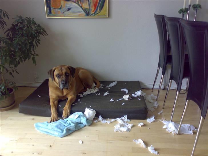 Boerboel Anasha luka - Se hvor dygdig jeg er far billede 2