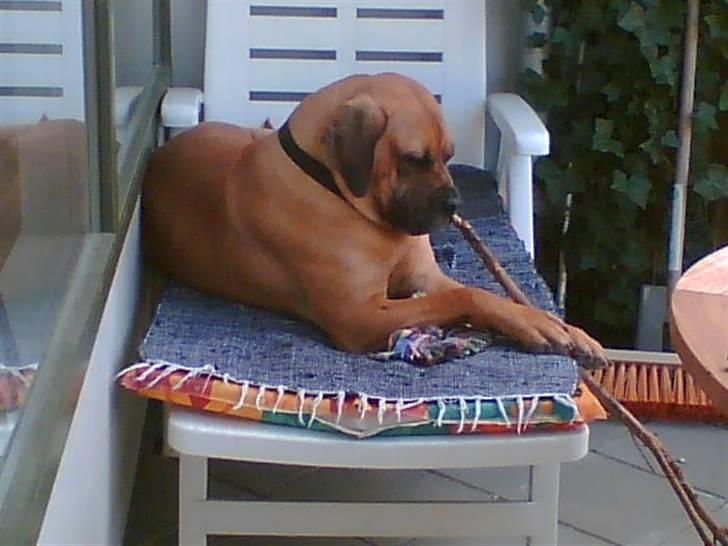 Boerboel Anasha luka - En dronning har vel sin egen solvogn  billede 3