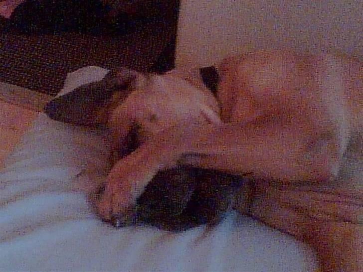 Boerboel Anasha luka - Sluk så det lys far, det er sovetid! billede 4