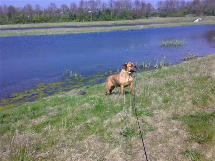Boerboel Anasha luka - Dejlig med store vidder omkring sig, og min egen sø er bare toppen  billede 5