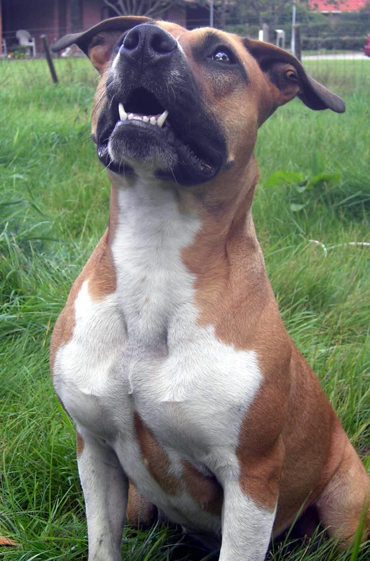 Amerikansk staffordshire terrier ~*~*~*~ Angie ~*~*~*~ billede 3